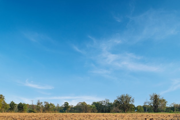 Premium Photo | Blue sky and beautiful cloud with tree land.