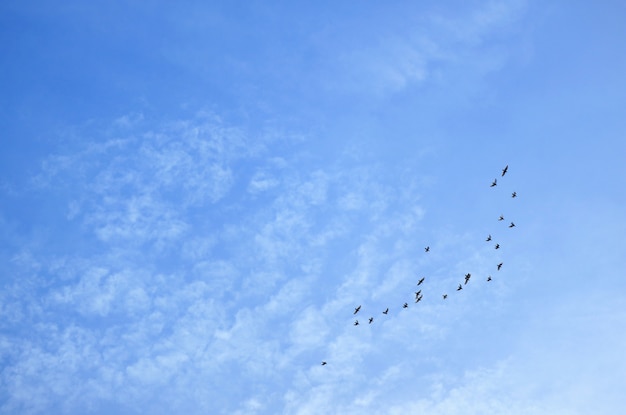 Premium Photo | Blue sky with scattered clouds and a group of flying birds