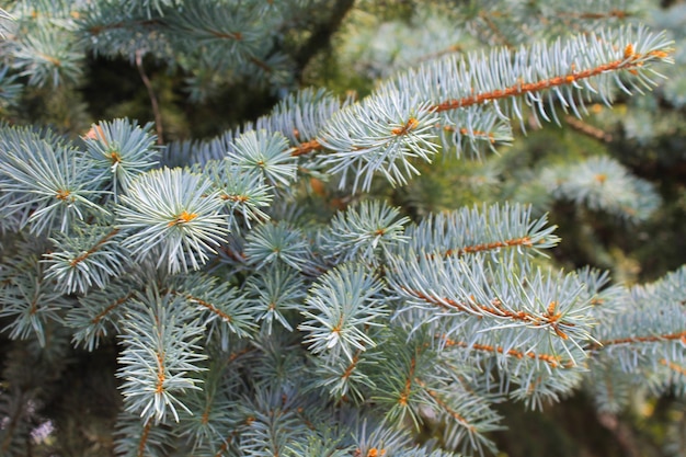 Premium Photo | Blue spruce needles on a branches