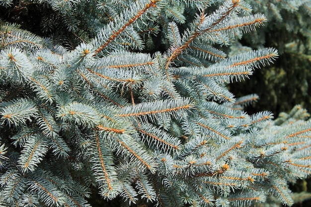 Premium Photo | Blue spruce needles on a branches