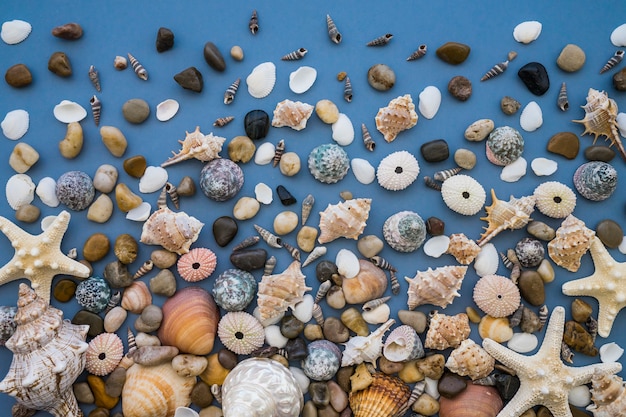 Free Photo | Blue surface with a great variety of marine shells