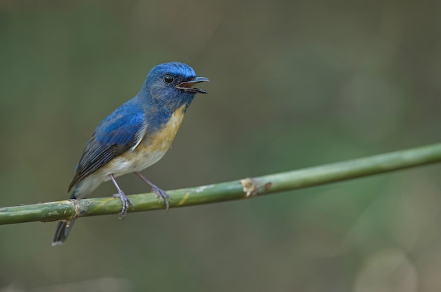 Premium Photo | Blue-throated blue flycatcher (cyornis rubeculoides) on ...