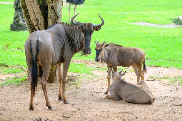 動物園の青いヌー Connochaetes Taurinus プレミアム写真