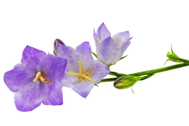 Premium Photo | Bluebell on the white background. close-up.isolated