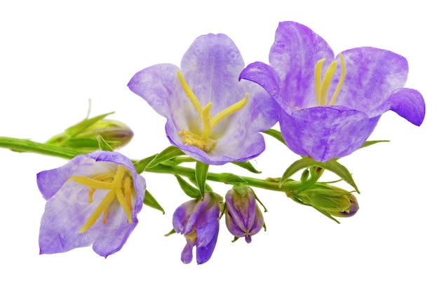 Premium Photo | Bluebell on the white background. close-up.isolated