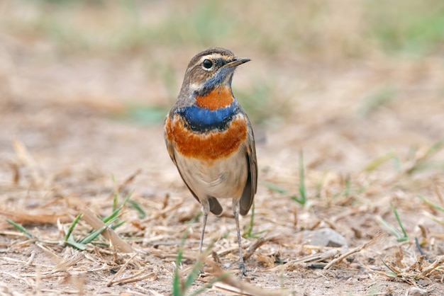 Premium Photo Bluethroat Luscinia Svecica Beautiful Male Birds Of