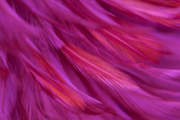 Premium Photo | Blur bird chickens feather texture for background
