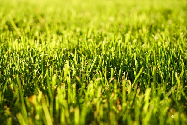 Blur grass Photo | Free Download