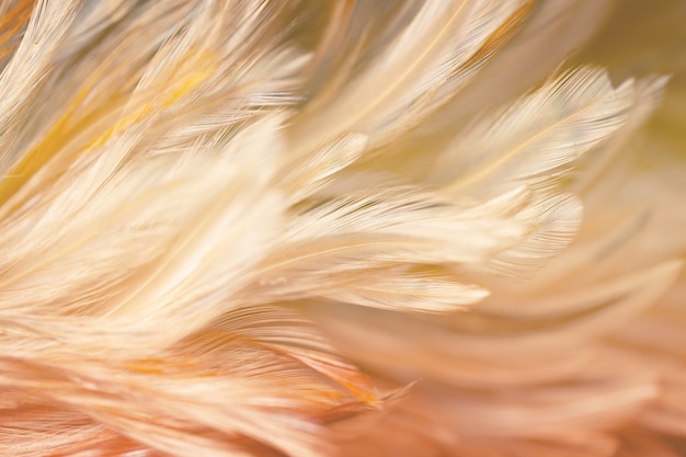 Blur styls and soft color of chickens feather texture for background, abstract colorful Premium Photo