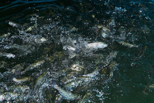 Premium Photo | Blurred background - trout splashing in the water at a ...