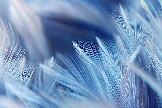 Premium Photo | Blurred bird feathers texture for background