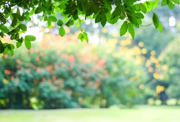 Premium Photo Blurred Park With Bokeh Light Background