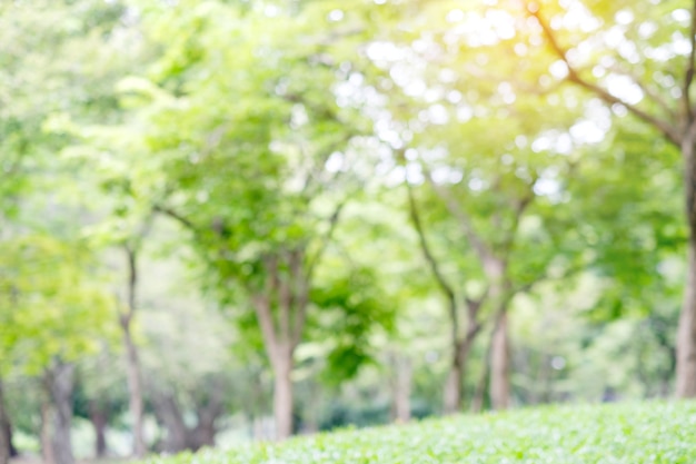 Blurred spring and summer nature outdoor background, blur green park ...