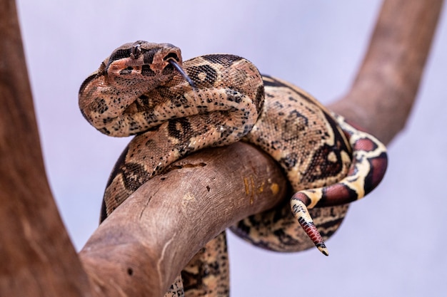 boa vs python japanese boa vs python japanese
