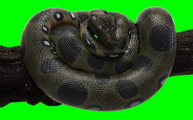 boa constrictor snake green yellow