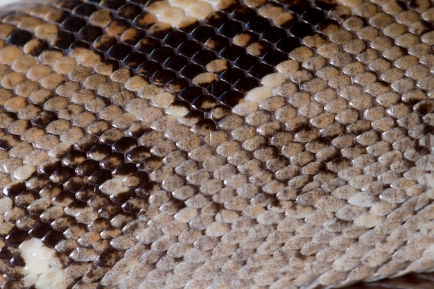 Premium Photo | Boa constrictor skin