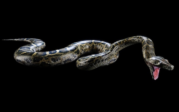Premium Photo | Boa constrictor the world's biggest venomous snake isolated  on black background