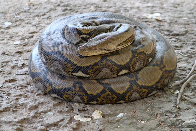 premium-photo-boa-snake-coil-in-garden-at-thailand