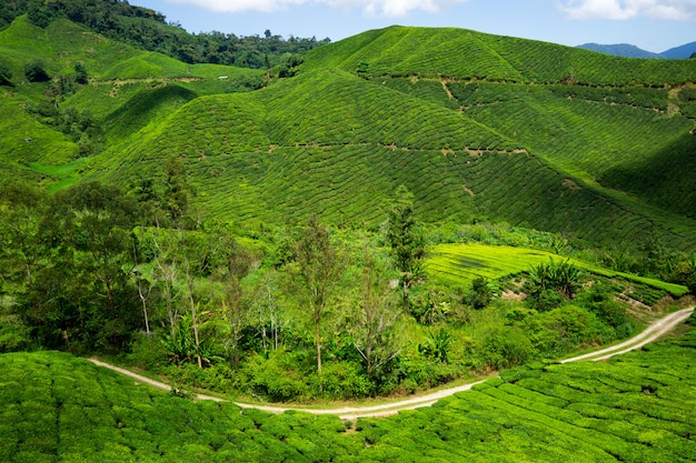 Premium Photo | Boh tea plantation cameron highland - scenic splendor ...