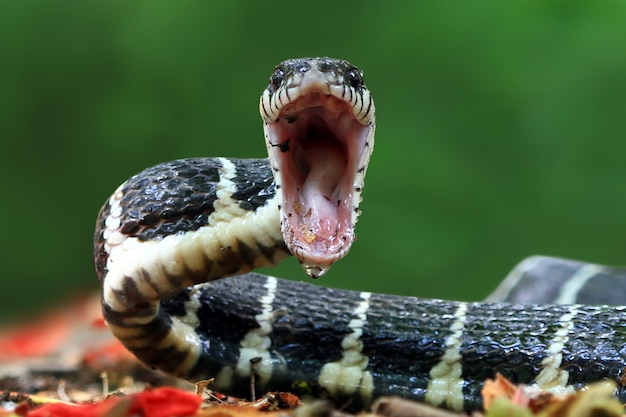 Premium Photo | Boiga snake ready to attack, boiga dendrophila closeup ...