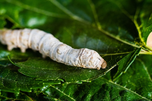 Premium Photo | A bombyx mori alone, silkworm, on green mulberry leaves