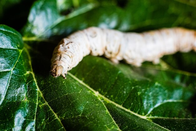 Premium Photo | A bombyx mori alone, silkworm, on green mulberry leaves