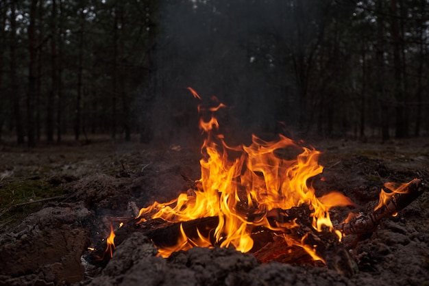 Premium Photo | Bonfire in the forest at night