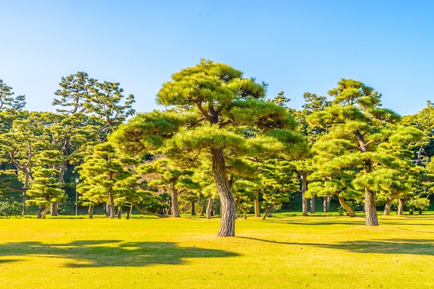 東京シティ日本で皇居の庭の盆栽の木 無料の写真
