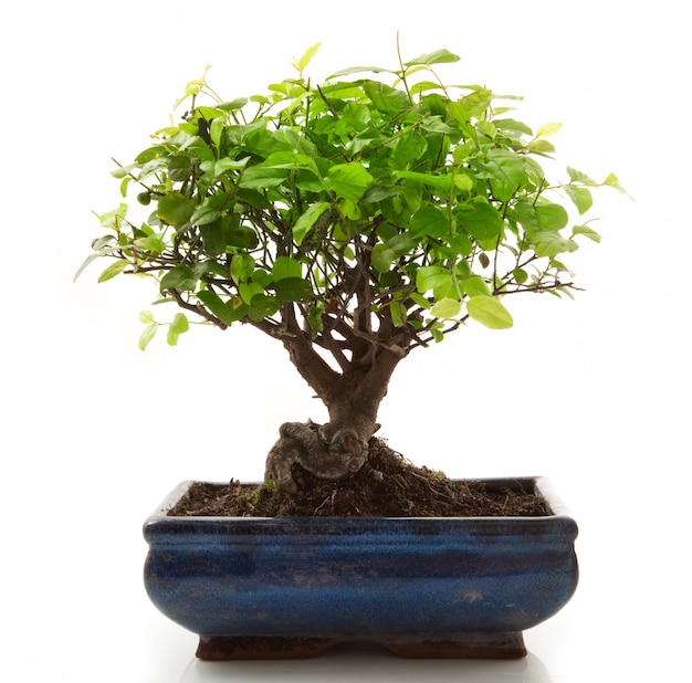 Premium Photo | Bonsai tree on white