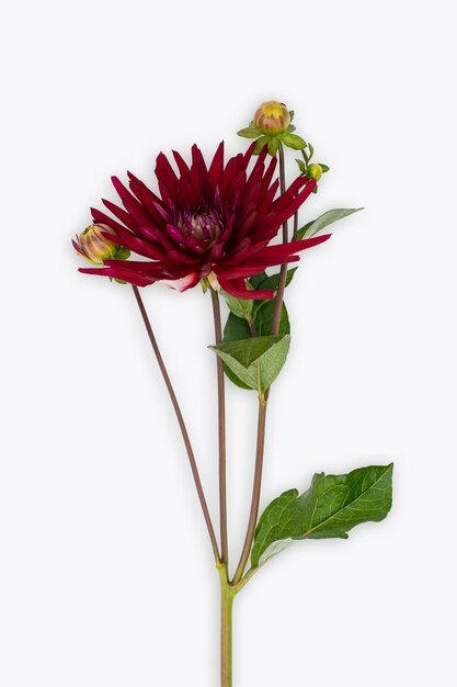 Premium Photo | Bordeaux dahlia flower isolated on white background ...