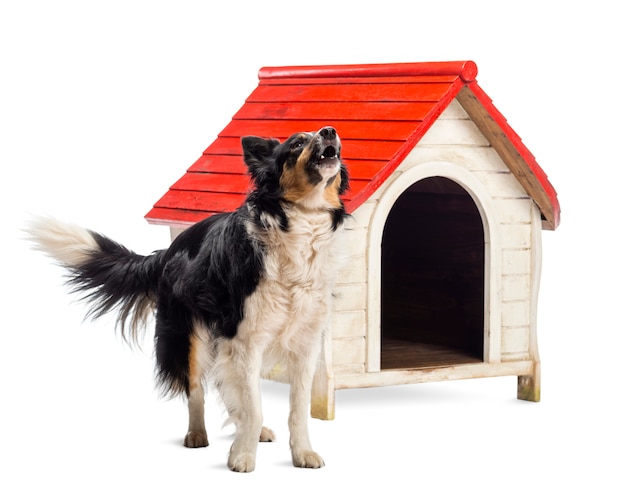 Premium Photo | Border collie barking next to a kennel against white ...