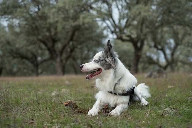 border collie blue merle