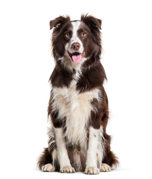 Premium Photo | Border collie dog, 2 years old, sitting against white ...