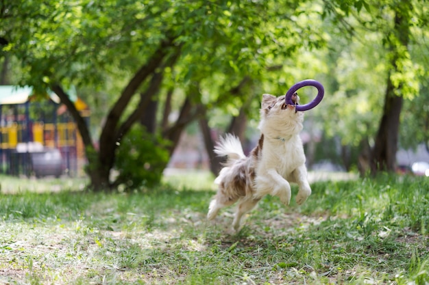 ボーダーコリー犬がフライングディスクをキャッチ プレミアム写真