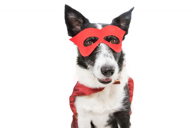 border collie costume