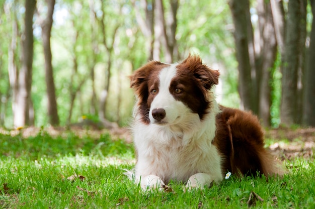 Premium Photo | A border collie laying down