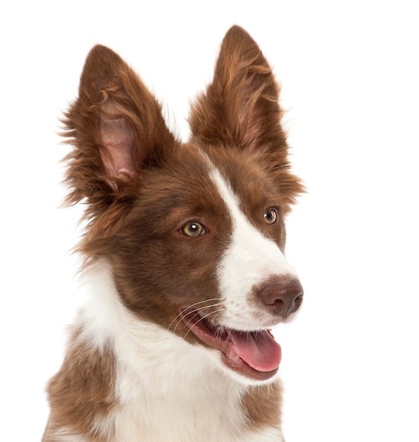 Border collie puppy, against white background | Premium Photo