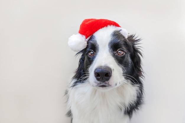 Premium Photo | Border collie in red santa claus hat isolated on white ...