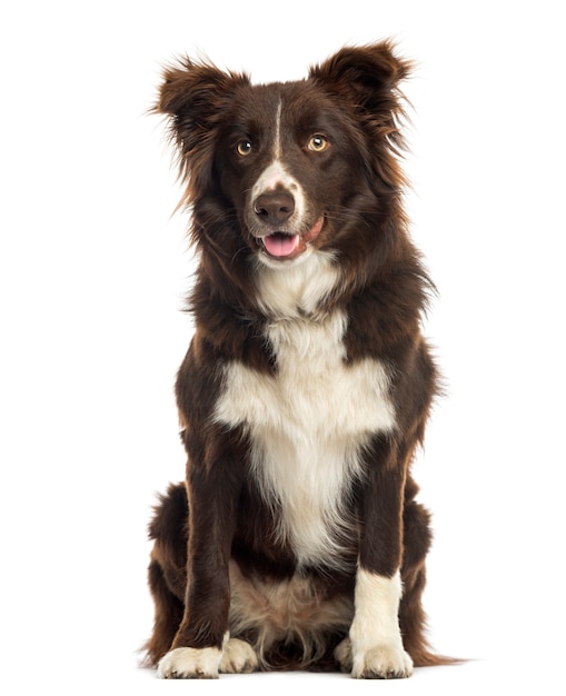 Border collie sitting, isolated on white | Premium Photo