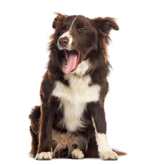 Premium Photo | Border collie sitting, yawning, isolated on white