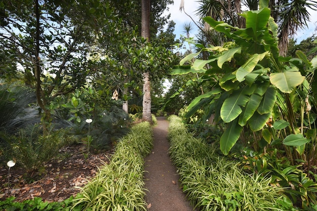 Premium Photo | Botanic garden in puerto de la cruz, tenerife, canary ...