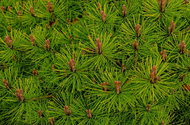 Premium Photo | Botanical background - flowering pine trees in spring