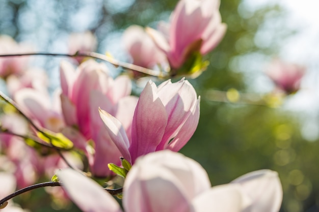 植物園のコンセプトです マグノリアの枝 マグノリアの花 マグノリアの花の背景をクローズアップ 優しい花 花の背景 香りと香り 春のシーズン 植物学とガーデニング プレミアム写真