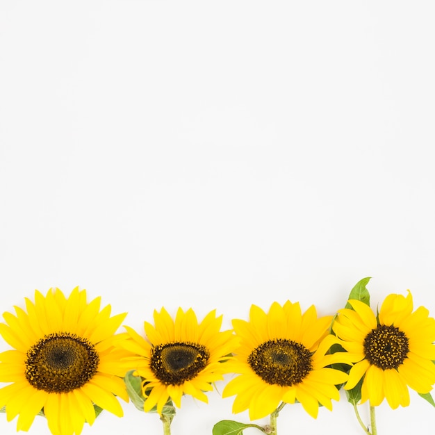 free sunflower page borders for word