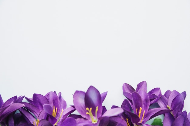 Premium Photo Bottom Purple Flowers Isolated On White Background