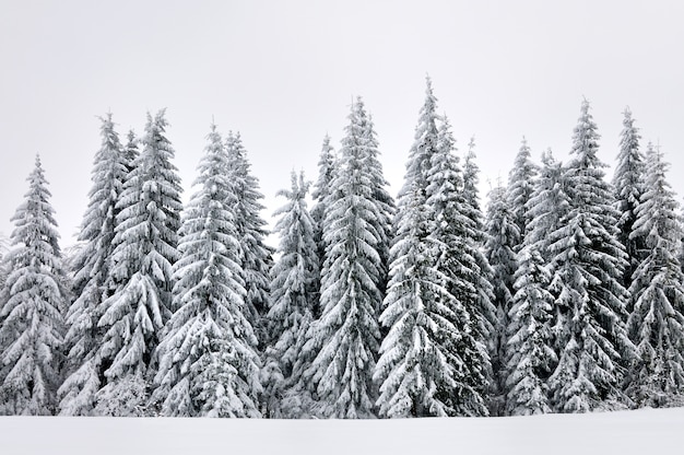 Premium Photo | Bottom view massive chic snowy fir trees