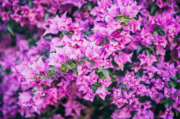 ブーゲンビリアの花のテクスチャと背景 ブーゲンビリアの木の赤い花 ブーゲンビリアの赤い花のビューを閉じます デザイナーのためのカラフルな紫色の花のテクスチャと背景 プレミアム写真