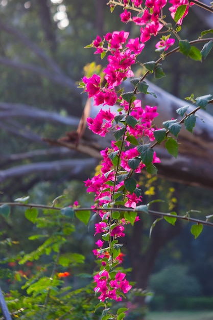 Premium Photo | Bougainvillea is a genus of thorny ornamental vines ...