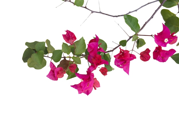 Premium Photo | Bougainvilleas branch isolated on white