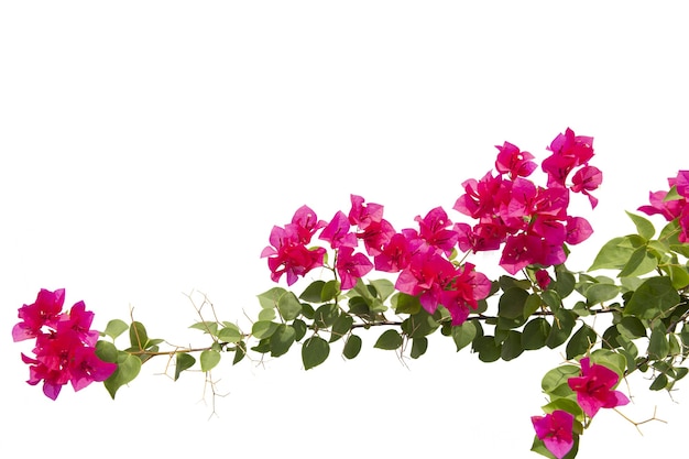 Premium Photo | Bougainvilleas isolated on white background. save with ...